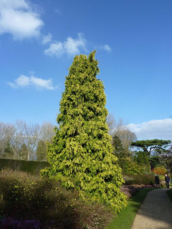 Lausono puskiparisis (Chamaecyparis lawsoniana 'Winston Churchill') 